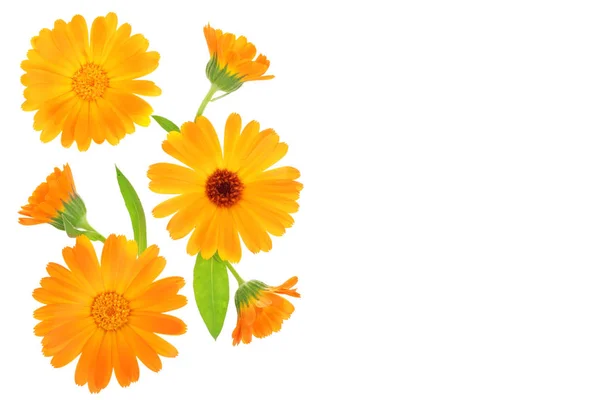 Calendula. Goudsbloem bloem geïsoleerd op een witte achtergrond met kopie ruimte voor uw tekst — Stockfoto