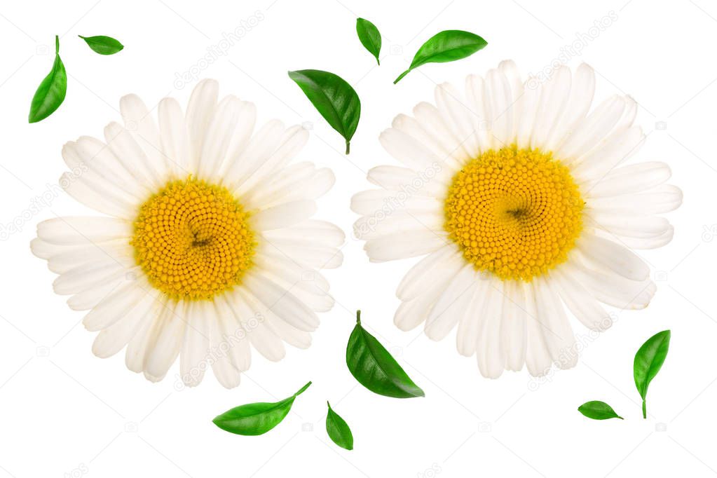 chamomile or daisies with leaves isolated on white background. Top view. Flat lay.