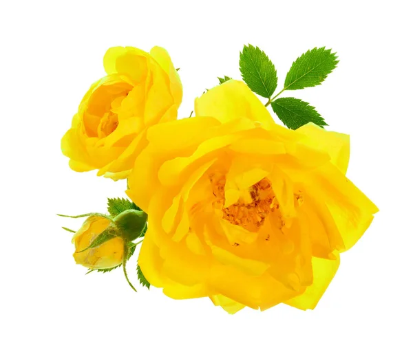 Rose jaune sauvage fleur en fleurs isolée sur un fond blanc — Photo