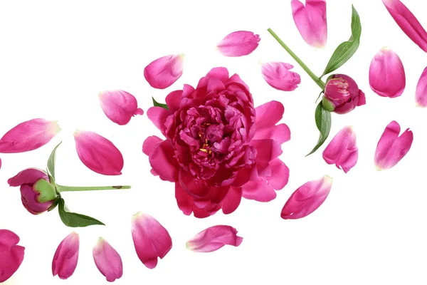 Różowa piwonia kwiat na białym tle na białym tle z miejsca kopiowania tekstu. Widok z góry. Wzór prosty lay — Zdjęcie stockowe