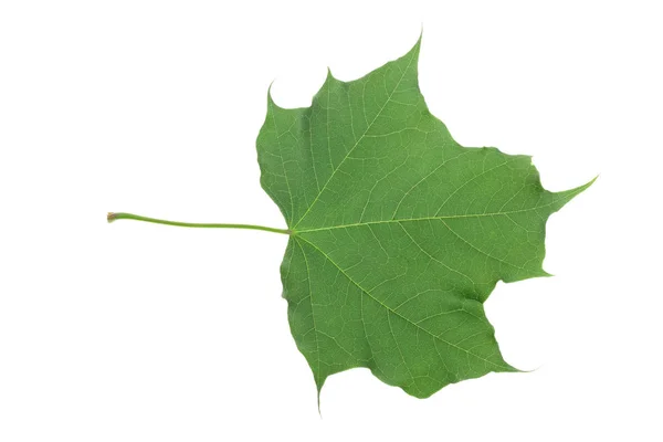 Hoja de arce verde aislada sobre fondo blanco — Foto de Stock