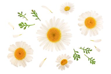 dört papatya, papatya ile izole üzerinde beyaz arka plan var. Üstten görünüm. Düz yatıyordu