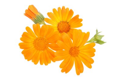 Calendula. Beyaz arka plan üzerinde izole kadife çiçeği çiçek