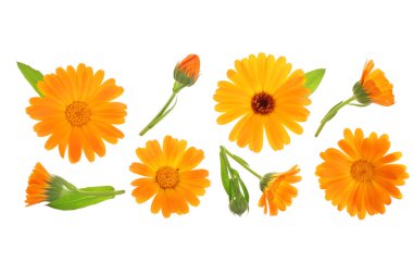 Calendula. Kopya alanı metniniz için beyaz zemin üzerine izole kadife çiçeği çiçek. Üstten görünüm. Düz yatıyordu desen