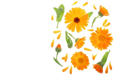 Calendula. Kopya alanı metniniz için beyaz zemin üzerine izole kadife çiçeği çiçek. Üstten görünüm. Düz yatıyordu desen