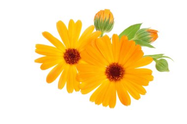 Calendula. Beyaz arka plan üzerinde izole kadife çiçeği çiçek