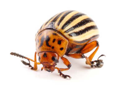 Colorado Patates böceği beyaz zemin üzerine izole