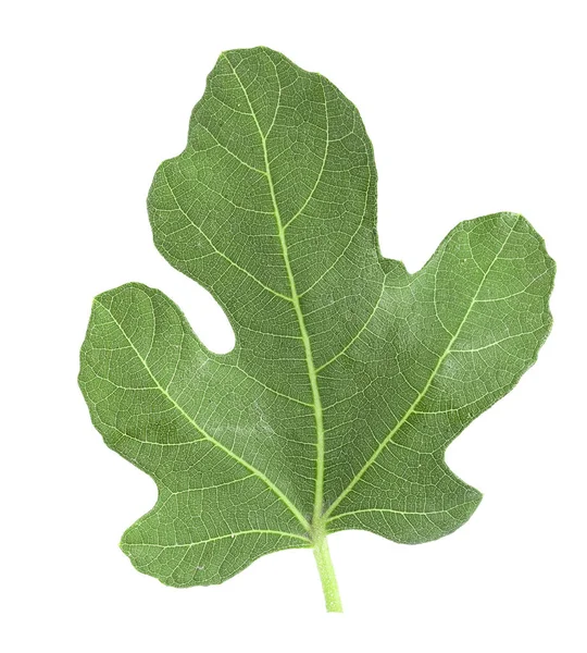 Fig leaf — Stock Photo © miltonia 1704298