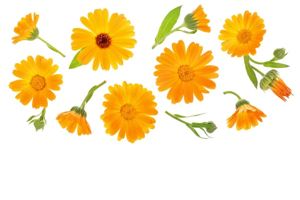 Calendula. Goudsbloem bloem geïsoleerd op een witte achtergrond met kopie ruimte voor uw tekst. Bovenaanzicht. Plat lag patroon — Stockfoto