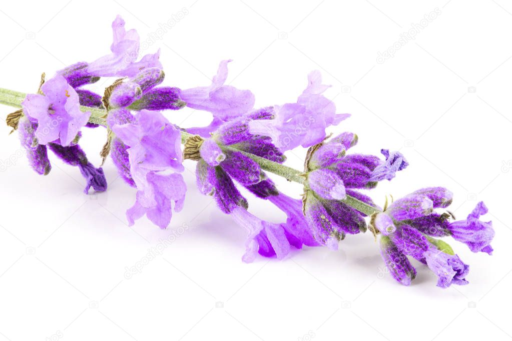 Twig of lavender isolated on a white background