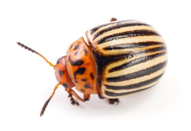 Colorado Patates böceği beyaz zemin üzerine izole