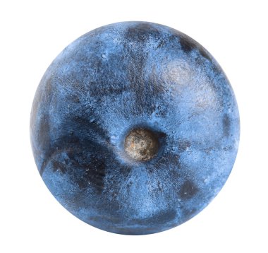 Beyaz arka planda tek taze yaban mersini.