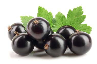 Beyaz zemin üzerinde yaprak izole siyah frenk üzümü