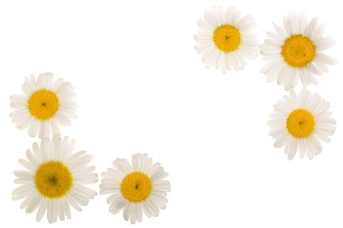 papatya veya kopya alanı metniniz için beyaz zemin üzerine izole papatya. Üstten görünüm. Düz yatıyordu