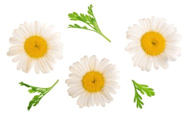 Üç papatya veya papatya ile izole üzerinde beyaz arka plan var. Üstten görünüm. Düz yatıyordu