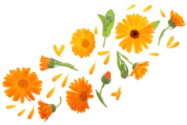 Calendula. Kopya alanı metniniz için beyaz zemin üzerine izole kadife çiçeği çiçek. Üstten görünüm. Düz yatıyordu desen