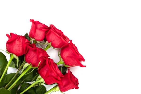 Bela rosa vermelha com folhas isoladas no fundo branco com espaço de cópia para o seu texto. Vista superior. Plano leigo padrão — Fotografia de Stock
