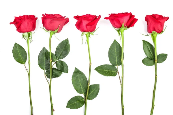 Bela rosa vermelha com folhas isoladas no fundo branco. Vista superior. Plano leigo padrão — Fotografia de Stock