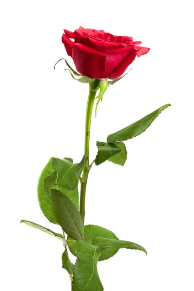 Beautiful red rose isolated on white background — Stock Photo, Image