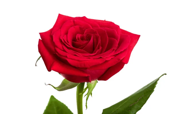 美しい赤いバラは白い背景に隔離され — ストック写真