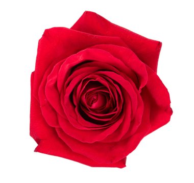 Beyaz arkaplanda izole edilmiş güzel kırmızı gül