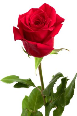 Beyaz arkaplanda izole edilmiş güzel kırmızı gül