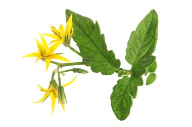 Whtie arka plan üzerinde izole sarı çiçek domates