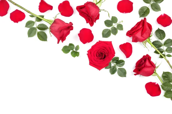 Gyönyörű piros rózsa, levelek és szirmok elszigetelt fehér háttér, a szöveg másol hely. Felülnézet. Lapos laikus mintát — Stock Fotó