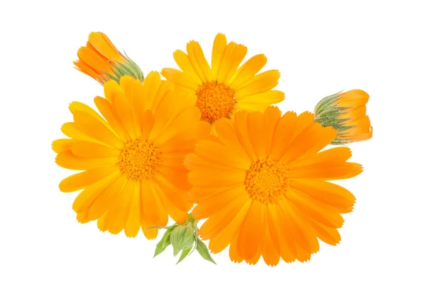 Ringelblume. Ringelblume Blume isoliert auf weißem Hintergrund — Stockfoto