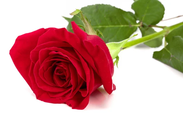 Όμορφο κόκκινο τριαντάφυλλο απομονωμένο σε λευκό φόντο — Φωτογραφία Αρχείου