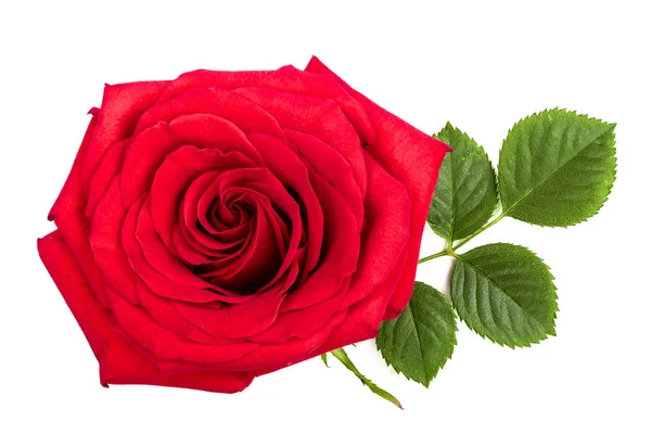 Bela rosa vermelha com folha isolada no fundo branco — Fotografia de Stock
