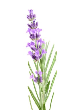 Dal yaprak beyaz bir arka plan üzerinde izole lavanta