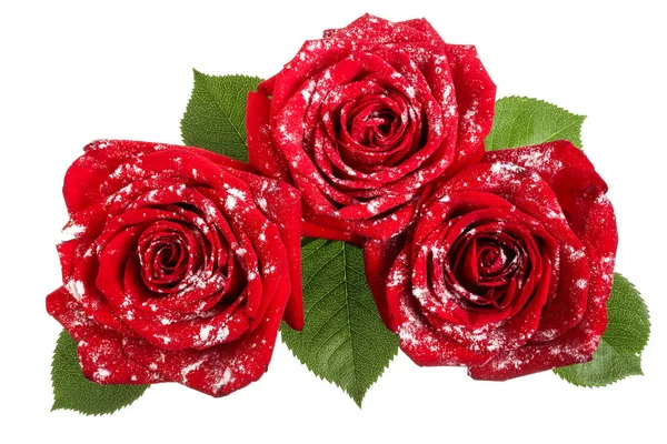 在白色背景下的叶子被隔绝的粉状糖的美丽的红色玫瑰色 — 图库照片