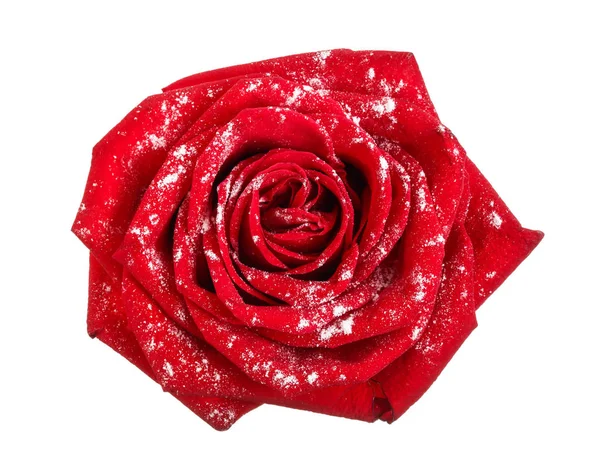 白色背景下的粉状糖中的美丽红玫瑰 — 图库照片
