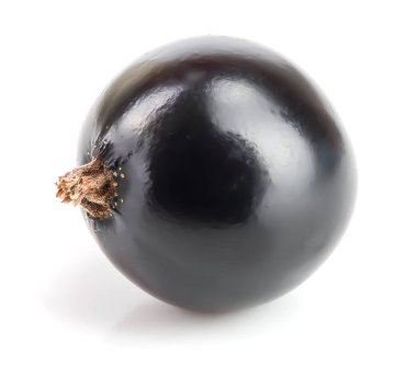 Beyaz arka plan üzerinde izole bir Siyah frenk üzümü