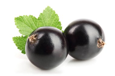 Beyaz arka plan üzerinde izole yaprak iki Siyah frenk üzümü