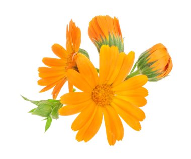 Calendula. Beyaz arka plan üzerinde izole kadife çiçeği çiçek