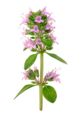 Beyaz arka plan üzerinde izole çiçekli dal kekik baharat