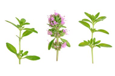 Beyaz arka plan üzerinde izole taze kekik baharat