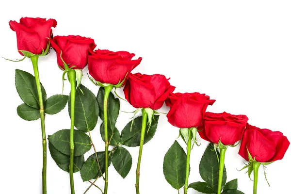 Prachtige rode roos met bladeren geïsoleerd op een witte achtergrond met kopie ruimte voor uw tekst. Bovenaanzicht. Plat lag patroon — Stockfoto