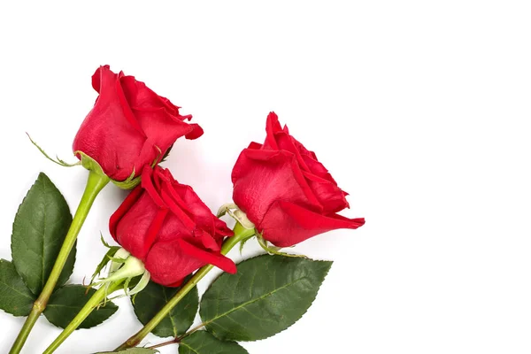 Gyönyörű piros rózsa levelei elszigetelt fehér háttér, a szöveg másol hely. Felülnézet. Lapos laikus mintát — Stock Fotó