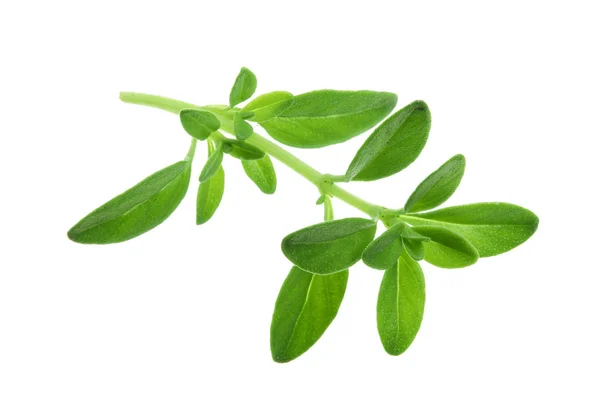 Fresh thyme spice isolated on white background — Stock Photo, Image