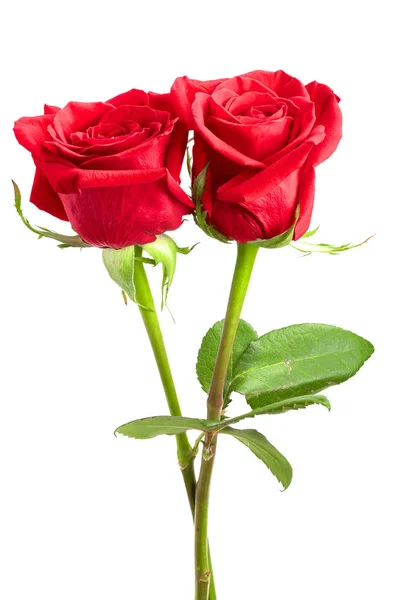美丽的红玫瑰，白色背景隔离 — 图库照片