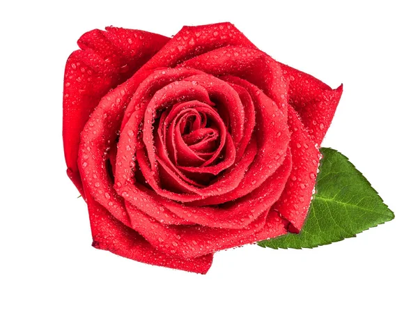 白い背景で隔離の露滴と美しい赤いバラ — ストック写真
