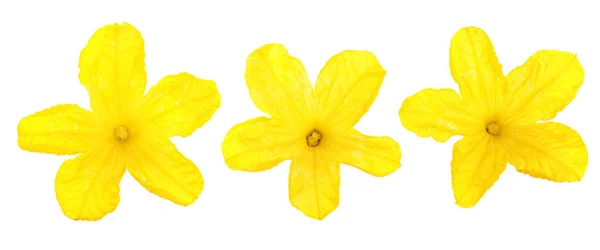 Крупный план цветка огурца изолирован на белом фоне — стоковое фото