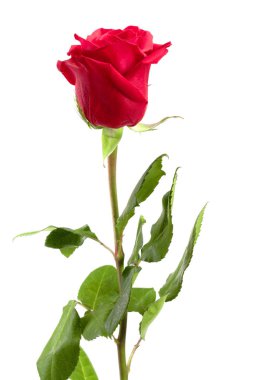 Beyaz arkaplanda izole edilmiş güzel kırmızı gül