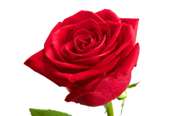 Bela rosa vermelha isolada no fundo branco Fotografias De Stock Royalty-Free