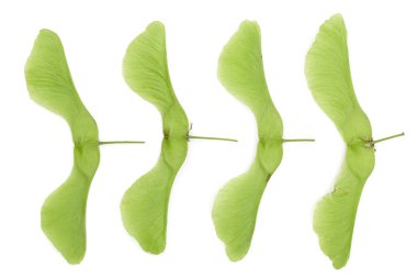 Beyaz arka plan üzerinde izole yeşil akçaağaç tohumu