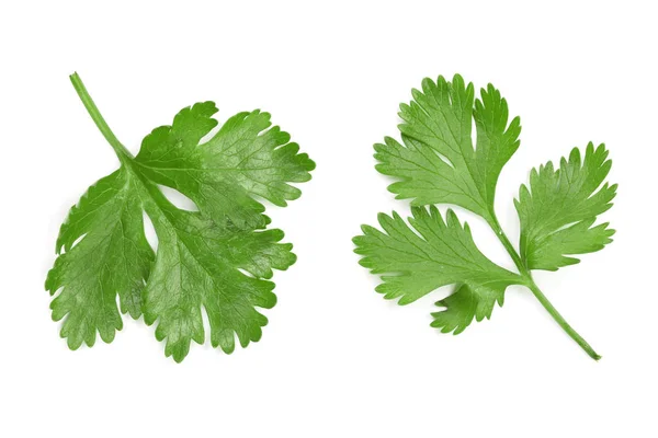 Hojas de cilantro o cilantro aisladas sobre fondo blanco. Vista superior. Patrón de colocación plana —  Fotos de Stock