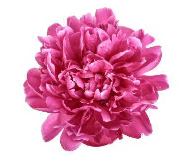 Beyaz arka planda izole edilmiş pembe şakayık çiçeği. Yakın plan.